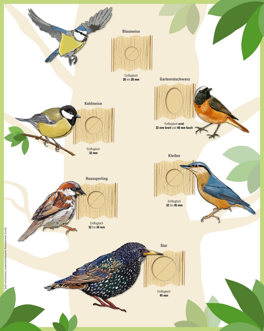 Illustration Vögel und Einflugsloch