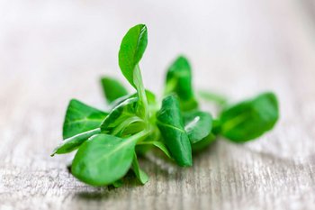 Ein Pflänzchen Vogerlsalat liegt auf einem Holztisch