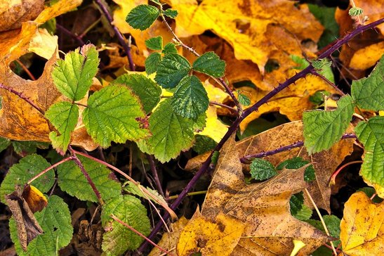 Brombeeren können jetzt geschnitten werden. ©pixabay