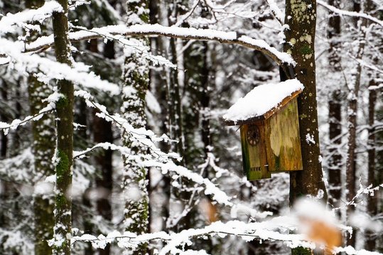 In kalten Winternächten suchen Insekten und kleine Tiere im Nistkasten Unterschlupf. ©pixabay