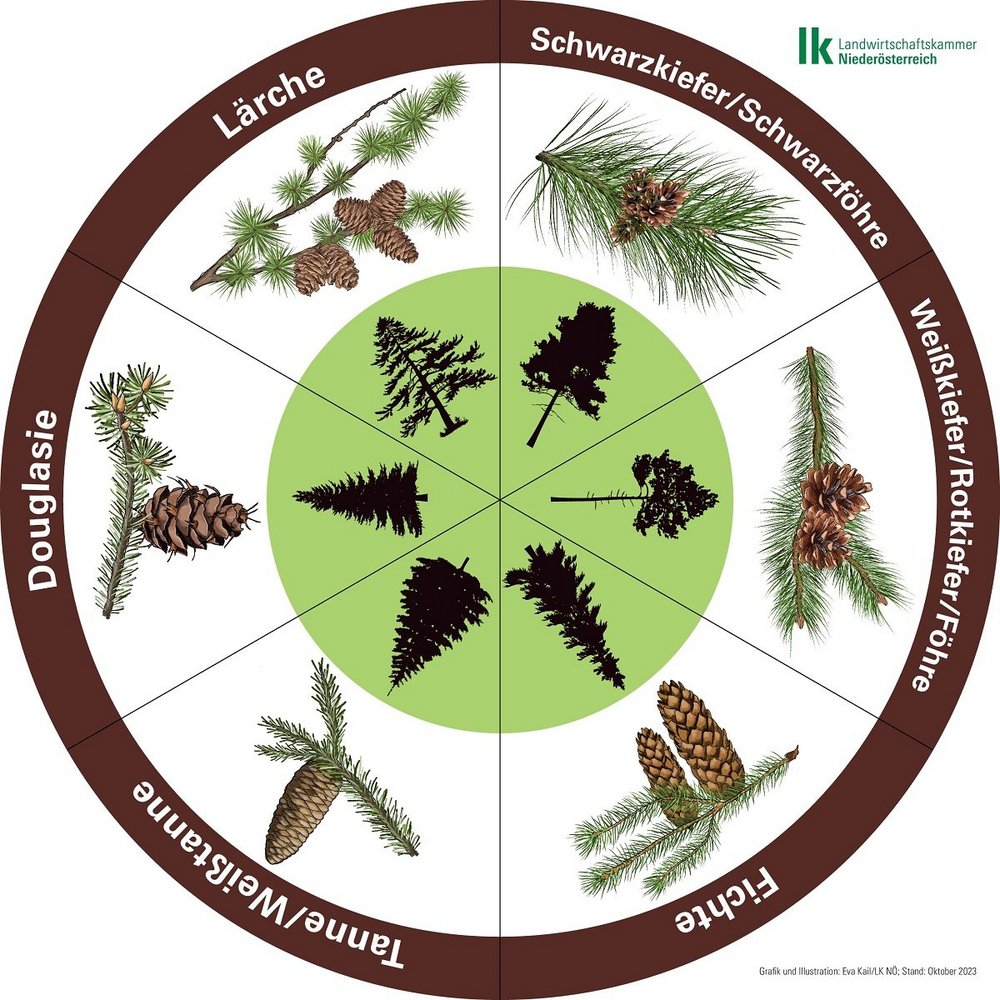 Baumlegekreis mit Schwarzkiefer/Schwarzföhre, Weißkiefer/Rotkiefer/Föhre, Fichte, Tanne/Weißtanne, Douglasie und Lärche