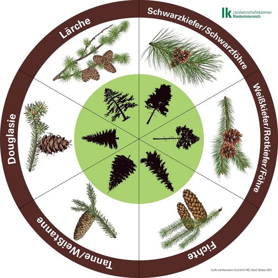 Baumlegekreis mit Schwarzkiefer/Schwarzföhre, Weißkiefer/Rotkiefer/Föhre, Fichte, Tanne/Weißtanne, Douglasie und Lärche