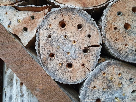 Risse im Stirnholz und zu große Bohrdurchmesser führen zu einer schlechten Annahme der Nisthilfe. Rissfreie Löcher mit dem richtigen Durchmesser wurden hingegen Großteils besiedelt.