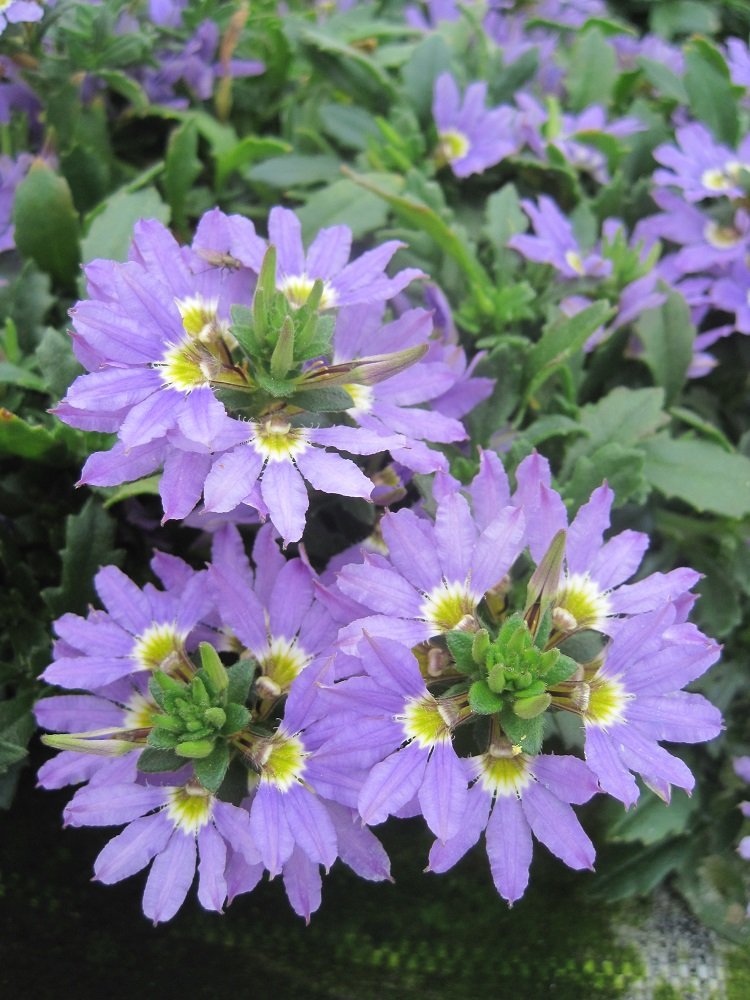 Scaevola ©Christian Kornherr/LK Niederösterreich