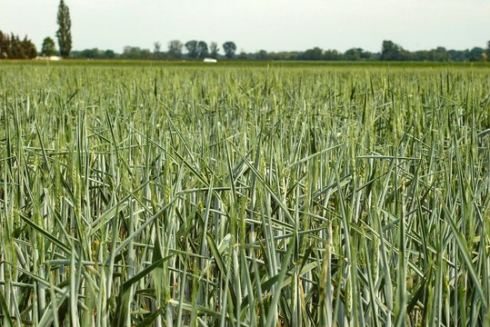 Bei Wassermangel rollt der Weizen die Blätter ein