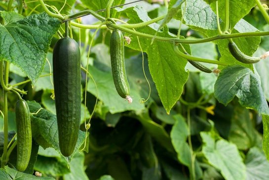 Gurken unbedingt ausreichend gießen, da sie sonst einen bitteren Geschmack bekommen. ©pixabay