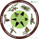 Baumlegekreis mit Schwarzkiefer/Schwarzföhre, Weißkiefer/Rotkiefer/Föhre, Fichte, Tanne/Weißtanne, Douglasie und Lärche