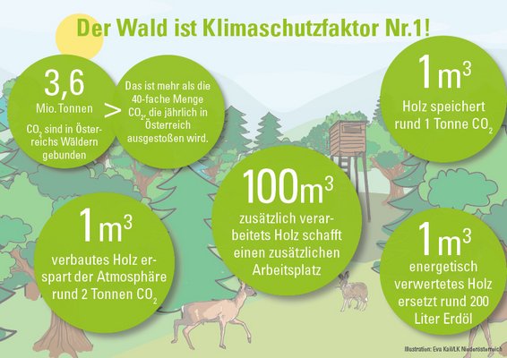 Der Wald ist wichtig im Kampf gegen den Klimawandel und steht an vorderster Front, wenn es um den Klimaschutz geht.