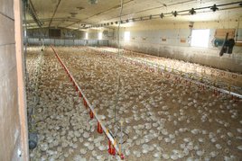 Küken im Aufzuchtstall ©Martin Mayringer/LK Oberösterreich