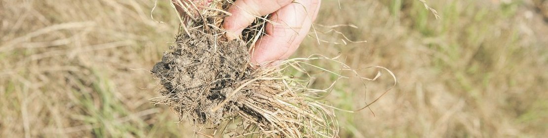 Trockenheit Grünland