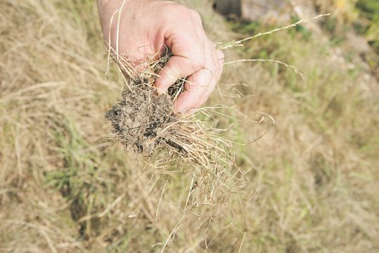Trockenheit Grünland
