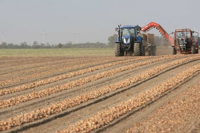 AMA: ÖstereicherInnen sind scharf auf Zwiebeln.