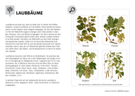 Baumarten in Österreich - Laubbäume