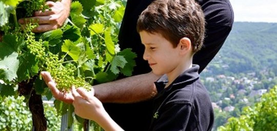 Weinbau Buschenschank VINOtake Titelbild