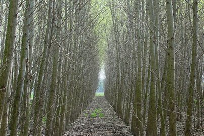 Energieholz ©Fotoarchiv Forst/LK Niederösterreich