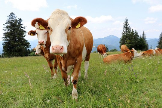 Fleckvieh auf der Weide ©Paula Pöchlauer-Kozel/LK Niederösterreich