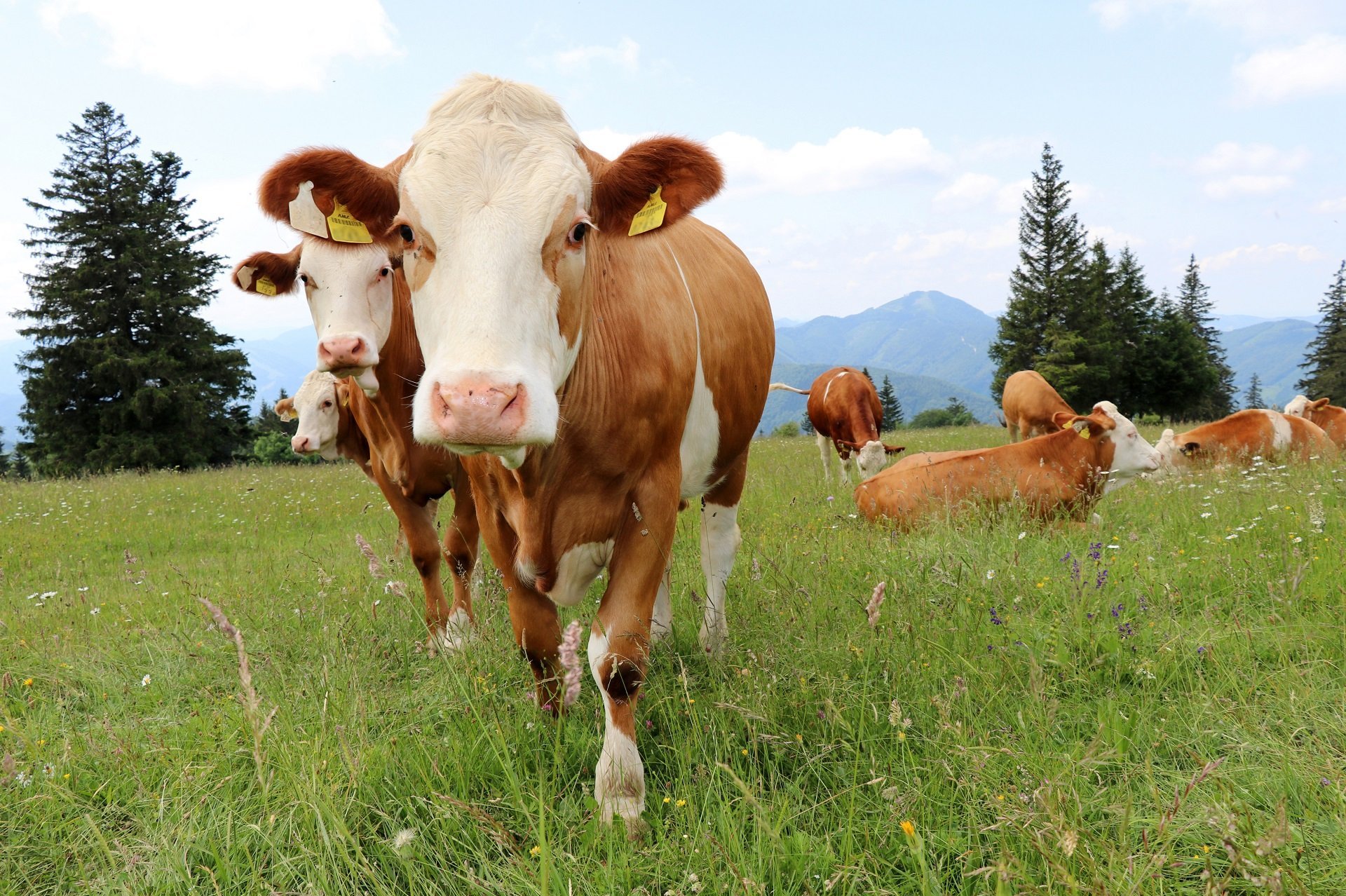 Fleckvieh auf der Weide ©Paula Pöchlauer-Kozel/LK Niederösterreich