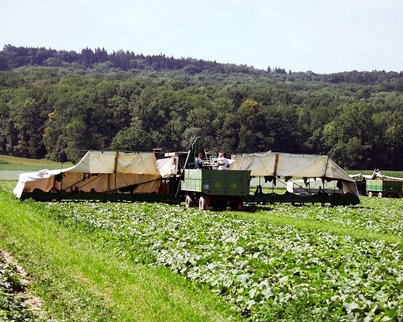 Gurkerlflieger am Einlegegurkenfeld ©AMA Marketing