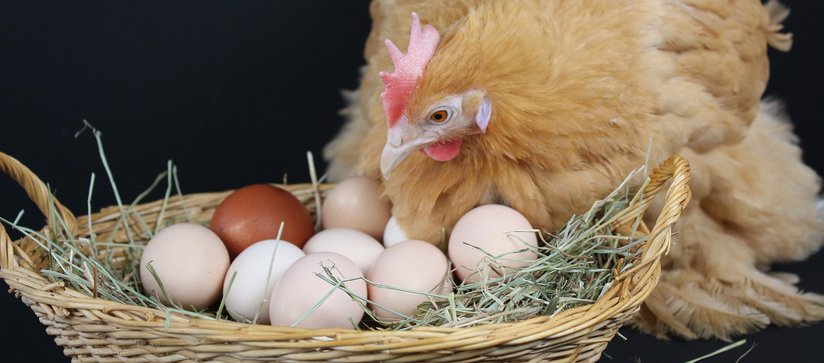 Eier im Körbchen mit Henne ©pixabay