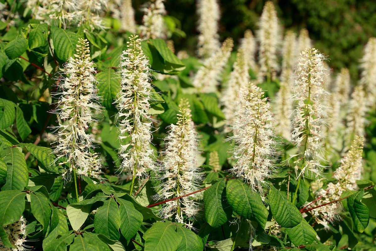 Blühende Strauch-Rosskastanie (Aesculus parviflora)