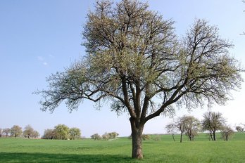 Streuobst Pfirsichbaum