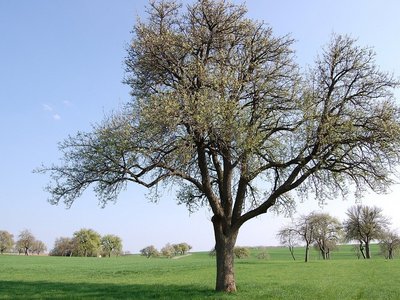 Streuobst Pfirsichbaum