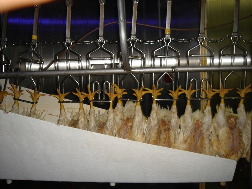 Schlachtung ©AMA Marketing