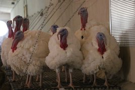 Hähne im Stall ©Paula Pöchlauer-Kozel/LK Niederösterreich