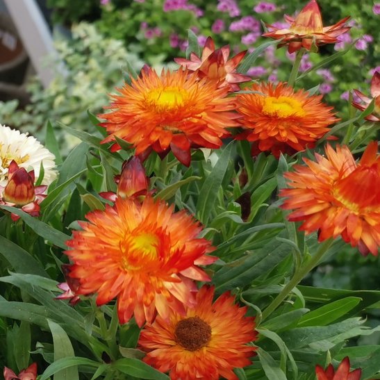 rote Gartenstrohblume ©Teresa Neuhold/LK Niederösterreich