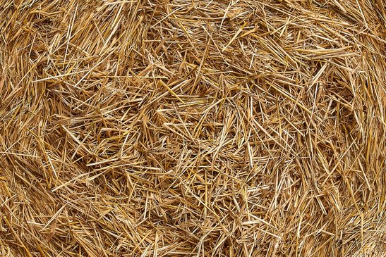 Schütze die Ruten empfindlicher Brombeer-Sorten mit einer Strohabdeckung. ©pixabay