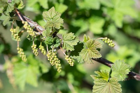 Johannisbeere im Frühling