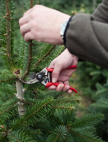 Christbaumpflege ©BMLRT/Martina Siebenhandl