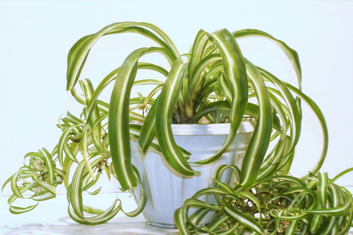 monstera zweifarbig Monstera Adansonii Stecklinge Seltene Zimmerpflanze