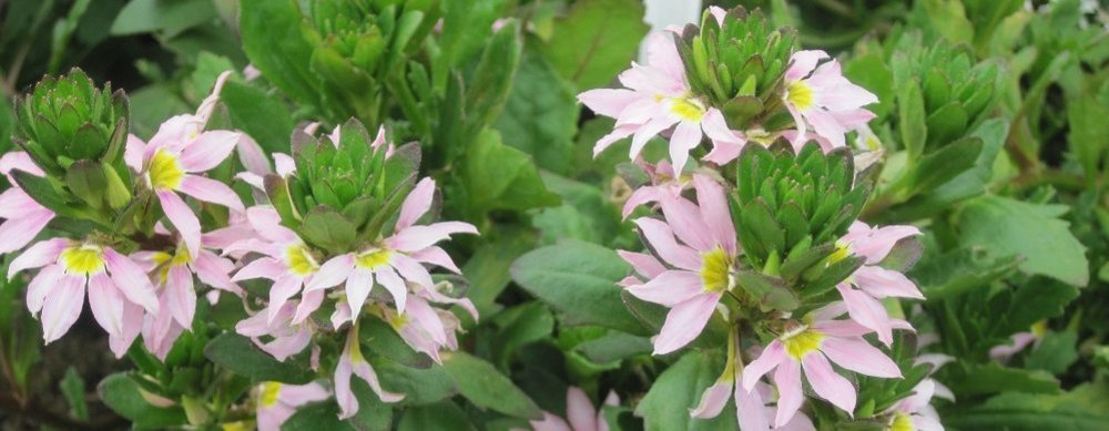 Scaevola ©Christian Kornherr/LK Niederösterreich