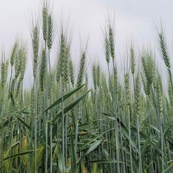 Weizen am Feld bei Afterwork am Bauernhof am Schottenhof