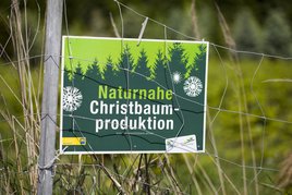 Hier werden Weihnachtsbäume naturnah produziert am Feld in Niederösterreich
