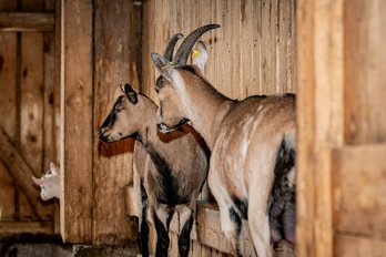 Weiße und braune Ziegen beleben den Stall. ©Georg Pomaßl/LK Niederösterreich