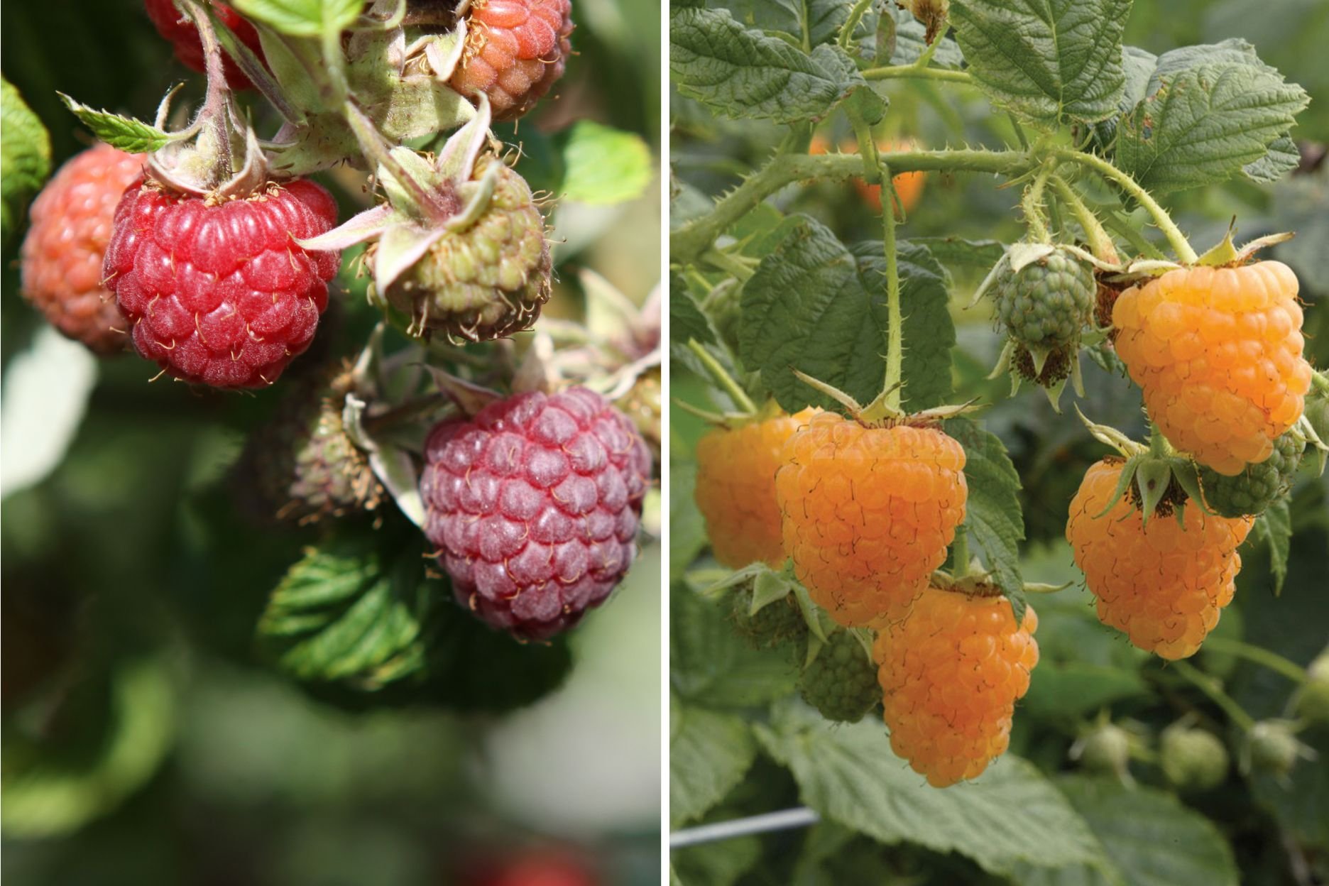 ©Robert Mayer Pflanzenvertrieb GmbH