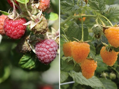 ©Robert Mayer Pflanzenvertrieb GmbH