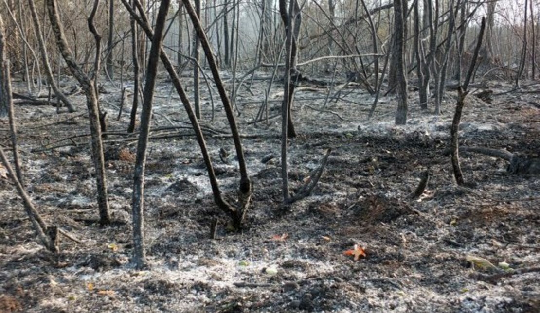 abgebrannter Wald