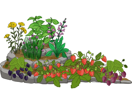 Illustration von Garten mit Beeren und Kräutergarten von ©Eva Kail/LK Niederösterreich