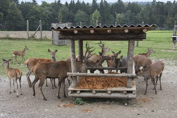 Fütterung der Rehe und Hirsche ©Paula Pöchlauer-Kozel/LK Niederösterreich