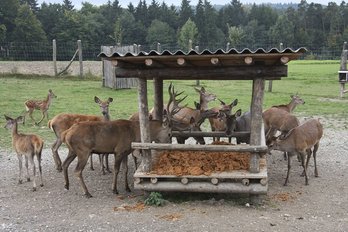 Fütterung der Rehe und Hirsche ©Paula Pöchlauer-Kozel/LK Niederösterreich