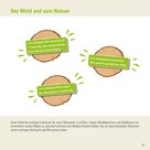 Holz - Der Wald und sein Nutzen.jpg