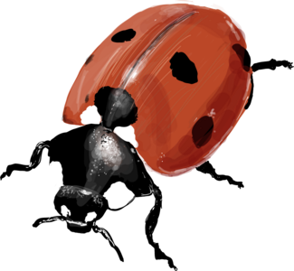 Illustration Marienkäfer von Eva Kail
