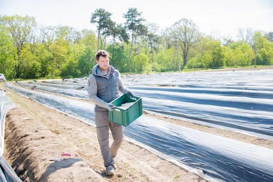 Erntehelfer am Spargelfeld in Marchegg