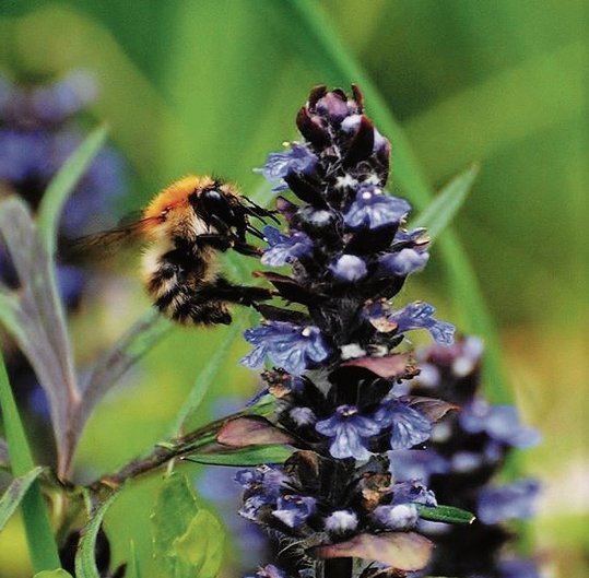 Biene auf kriechenden Günsel