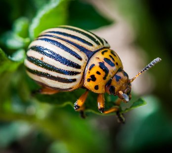 Kartoffelkäfer ©AlexPfeiffer/stock.adobe.com