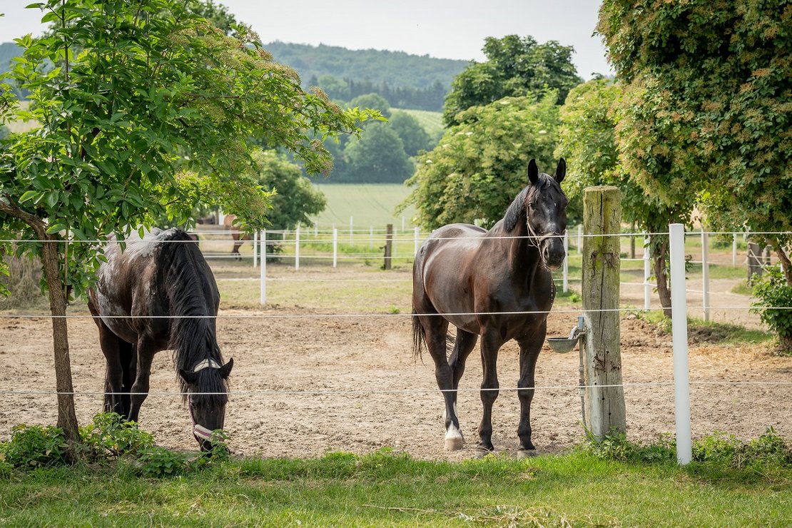Pferde auf der Koppel