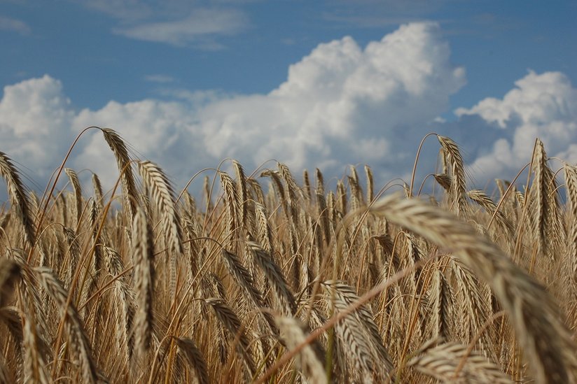 Roggen in Maissau ©Harald Schally/LK Niederösterreich
